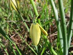 Albuca