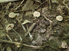 Entoloma conicum
