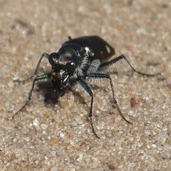 Cicindela scutellaris
