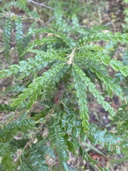 Comptonia peregrina