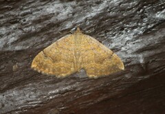 Camptogramma bilineata