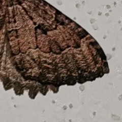 Triphosa dubitata