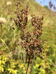 Filipendula palmata
