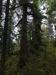 Pinus sibirica