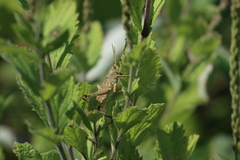 Schistocerca lineata