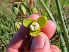 Albuca