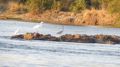 Ardea melanocephala