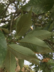 Quercus longinux
