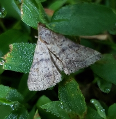 Bleptina caradrinalis