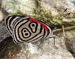 Diaethria