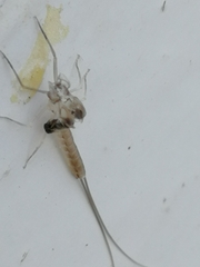 Ephemeroptera