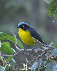 Anisognathus melanogenys