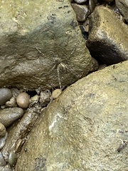 Dolomedes scriptus