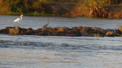 Ardea melanocephala