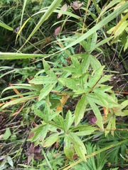 Anemonastrum dichotomum