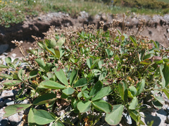 Sibbaldia procumbens