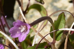 Epilobium anagallidifolium