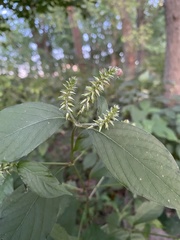 Achyranthes japonica
