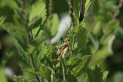Schistocerca lineata