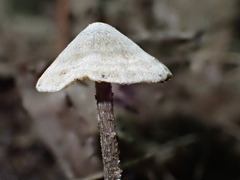 Entoloma conicum