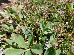 Sibbaldia procumbens