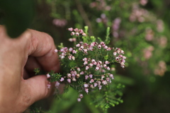 Erica kingaensis