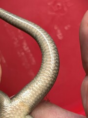 Plestiodon fasciatus