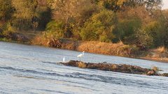 Ardea melanocephala