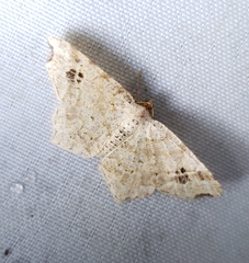 Macaria aemulataria