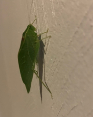 Microcentrum retinerve