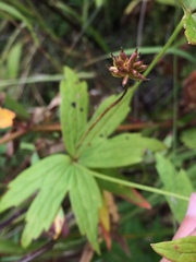 Anemonastrum dichotomum