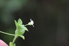 Silene kiwuensis