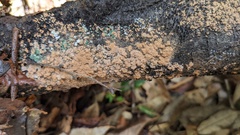 Fungi