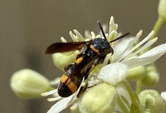 Leucospis affinis