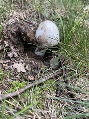 Agaricus arvensis