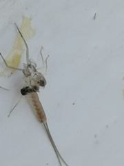 Ephemeroptera