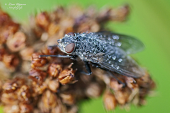 Calliphora vomitoria
