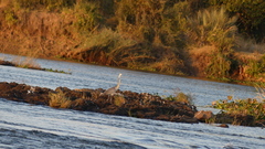 Ardea melanocephala