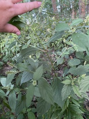 Achyranthes japonica