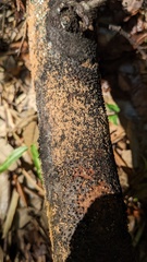 Fungi