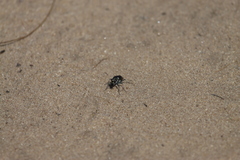 Cicindela scutellaris