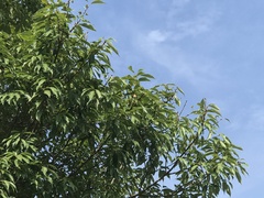 Quercus longinux