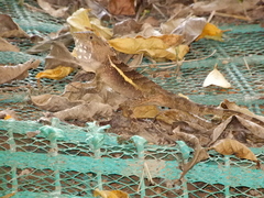 Diploderma swinhonis