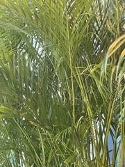 Dypsis lutescens