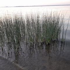 Schoenoplectus lacustris