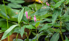 Persicaria amphibia