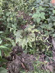 Achyranthes japonica