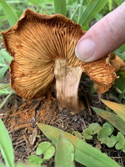 Gymnopilus lepidotus