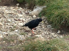 Pyrrhocorax graculus