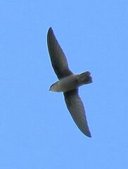 Chaetura pelagica